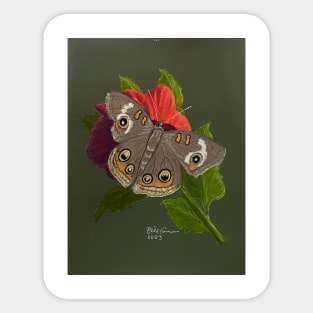 Buckeye Butterfly Sticker